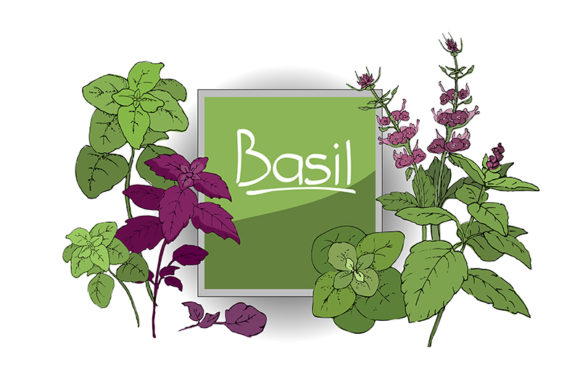 Vector Set of Basil Plant: A Versatile Resource for Designers and Creators
