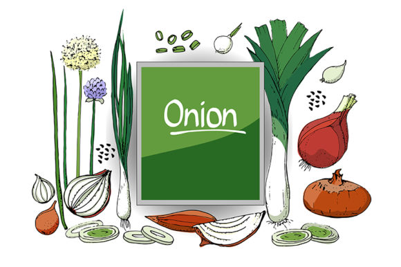 Vector Set of Onion: A Creative Resource for Designers