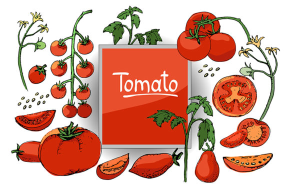 Vector Set of Tomatoes: A Versatile Resource for Designers and Illustrators