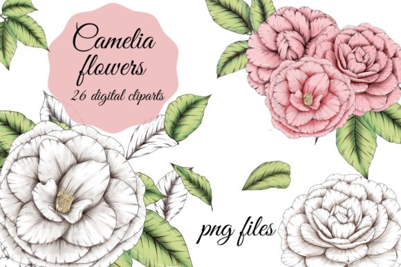 White and Pink Camelia Flowers Clipart: A Versatile Digital Resource for Creative Projects